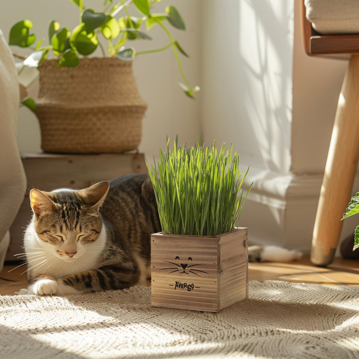 Cat Grass Kit with 2 Seed Packets P403795