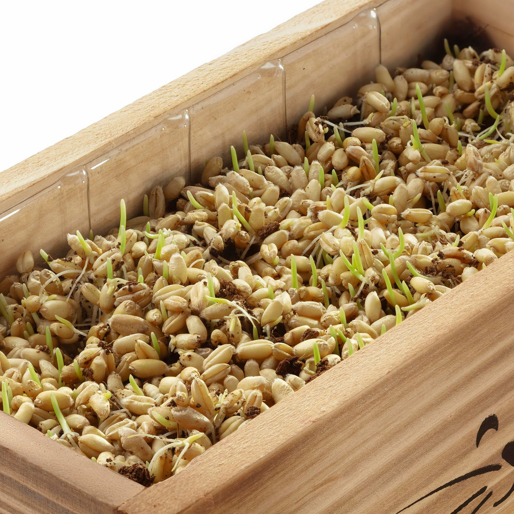 Cat Grass Kit with 2 Seed Packets P403795